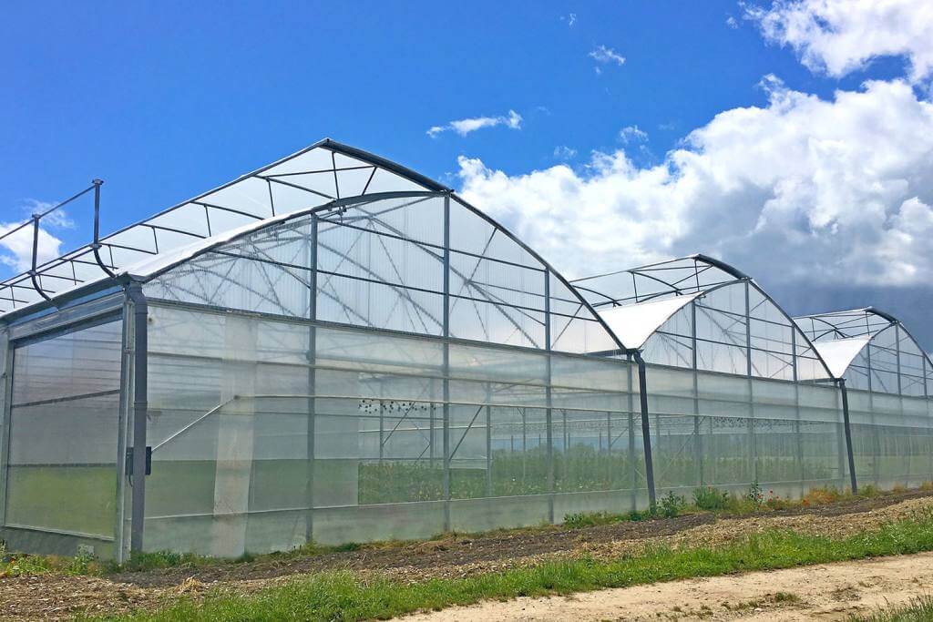 Commercial multi-span greenhouse with ventilation systems on the roof