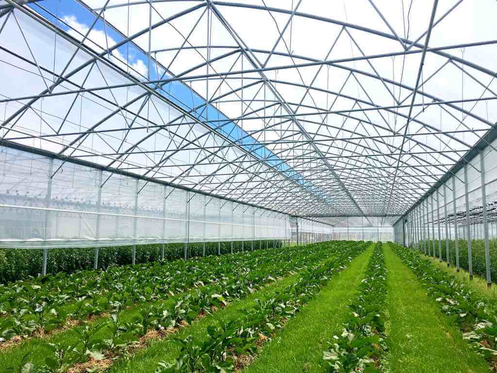 Inside view of multi-span greenhouse with growing vegetables