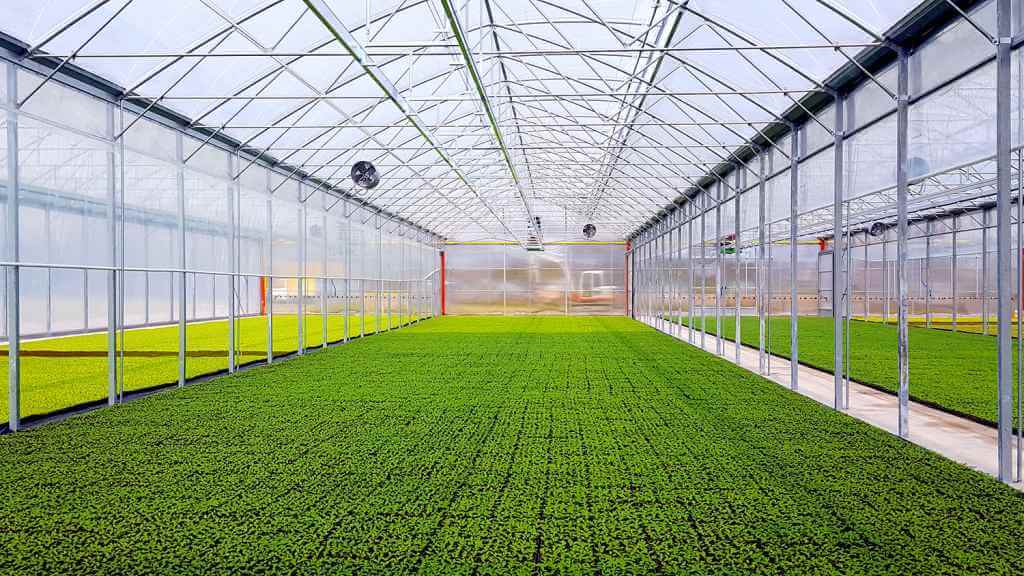 Advanced greenhouse with climate control and growing leafy greens